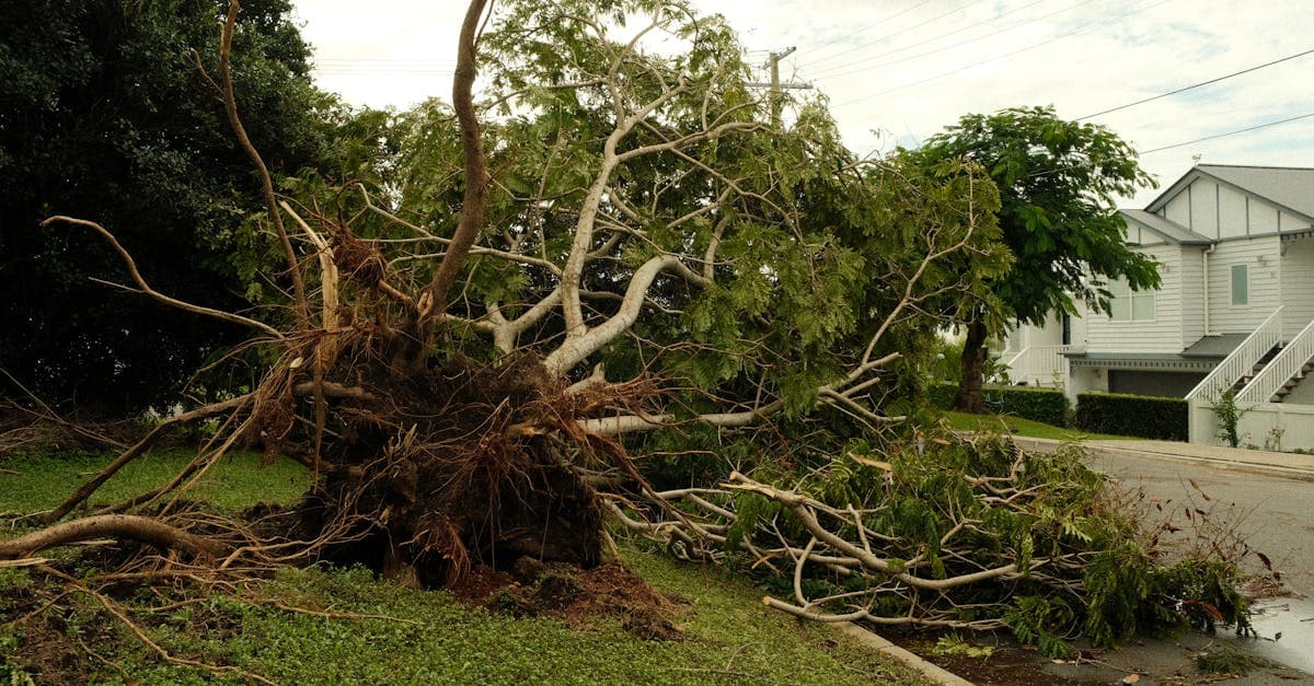 Cover Image for Tree Damage and Your Deductible: How Costs Are Calculated